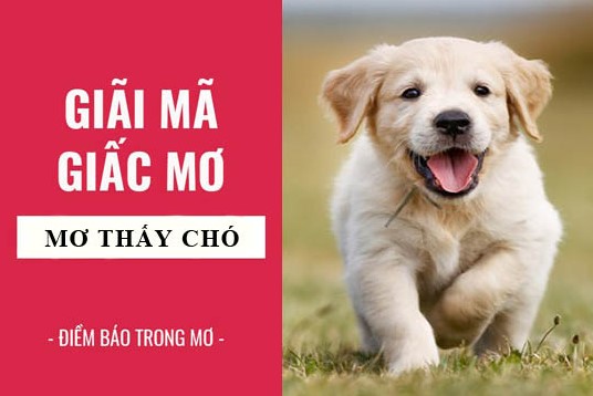 Mơ Thấy Chó 78Win Có Phải Điềm Lành Hay Dữ?