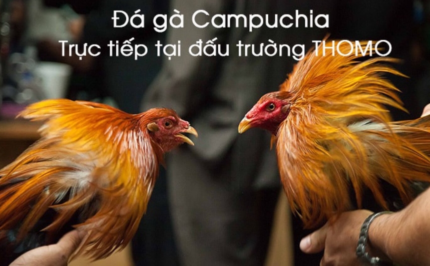 Giới thiệu về đá gà Campuchia